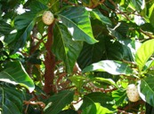 noni,a forest tree with shiny green leaves 